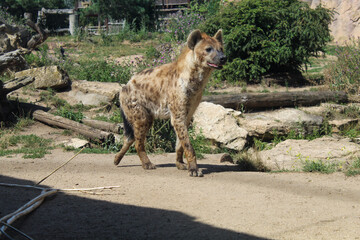 hyäne wildtier säugetier wolf
