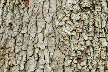 Old tree bark very detailed texture background	