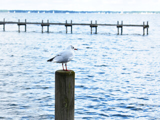 seagull on the pier at Steinhuder Meer Neustadt Lower Saxony