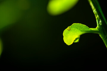 The insect lays its eggs on the leaves.