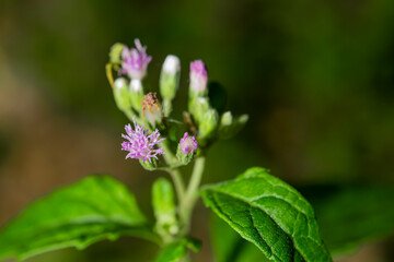 Some pollen that has already bloomed