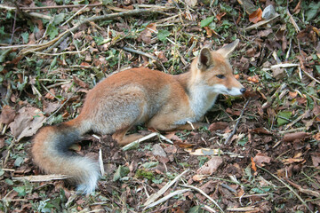 Portrait of beautiful Red Fox - Vulpes vulpes sitting in the wild forest in Umbria
