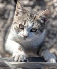 Portrait of a cat climbing up.