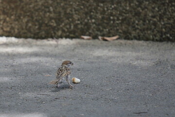 a little sparrow enjoys its bread on the ground