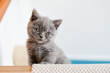 mała kotka brytyjska niebieska krótkowłosa kociak