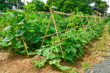 A small vegetable garden with bamboo pergola and pumpkin trees.