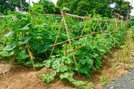 A Small Vegetable Garden With Bamboo Pergola And Pumpkin Trees.