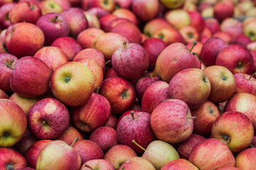 Stall filled with hundreds of royal gala red apples