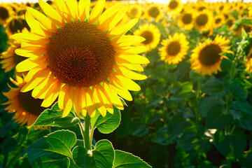 Obraz premium sunflower - bright field with yellow flowers, beautiful summer landscape