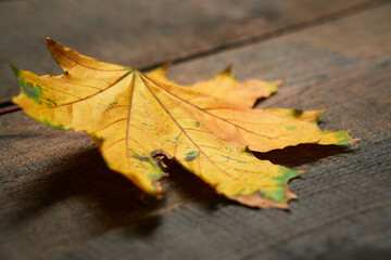 autumn still life in rustic style as a background - one leaf on a wooden boards