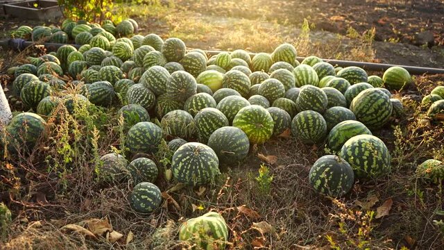 A pile of watermelons in the field at sunset