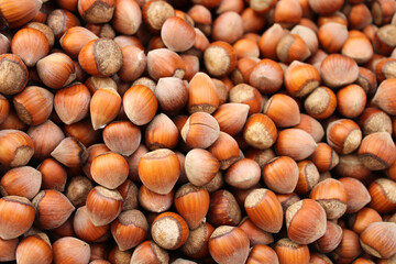 harvested hazelnuts in Black sea region