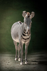 a zebra against a green background
