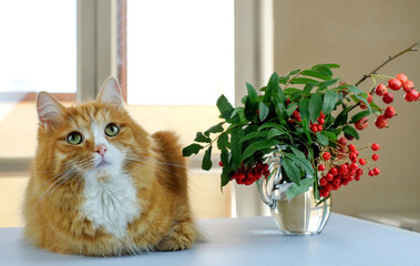 Ginger cat and rowan bouquet at home interior near window, soft defocused background