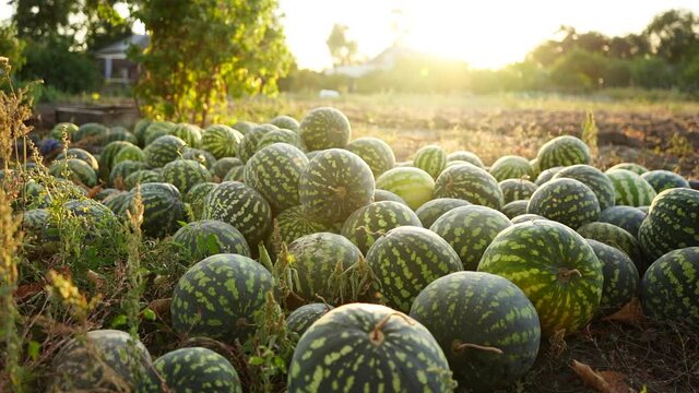 A pile of watermelons in the field at sunset