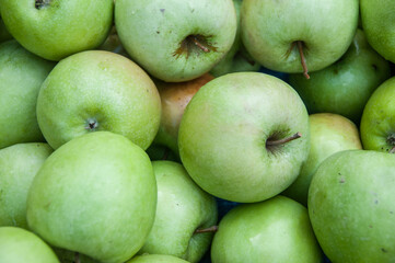 A selection of organic green apples at the market