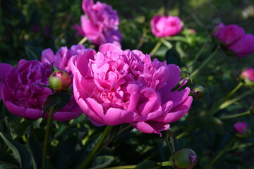 Obraz premium Beautiful bright pink blooming peony in the garden. Flower with beautiful petals close-up.
