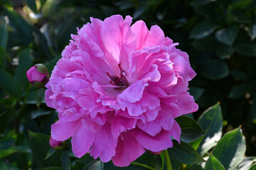 Beautiful bright pink blooming peony in the garden. Flower with beautiful petals close-up.