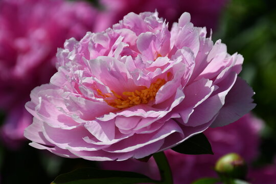 Beautiful pink blooming peony in the garden. Flower with beautiful petals close-up. © Olga