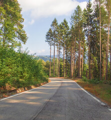 asphalted road through woods. landscape with trees and road to downhill mountain park with sunny...