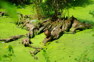 View of wild ducks in a pond covered with green algae in Maine
