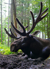View of a bull moose with antlers in Maine