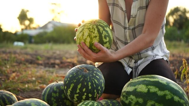 Farmer sorts watermelon on the field. 