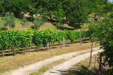 Fototapeta na wymiar The beautiful vineyard of Istria, Croatia, on sunny day