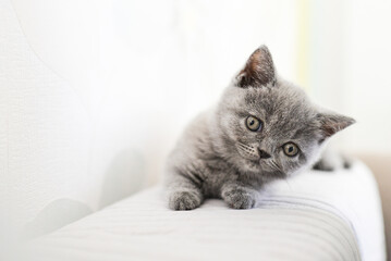 mała kotka brytyjska niebieska krótkowłosa kot brytyjski krótkowłosy kociak - obrazy, fototapety, plakaty