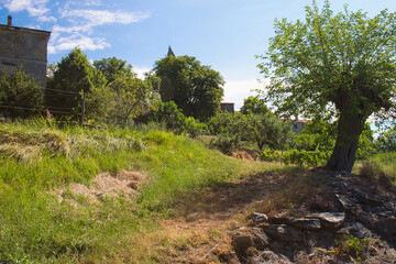 Scenic countryside road to beautiful vineyard of Istria, Croatia, on sunny day