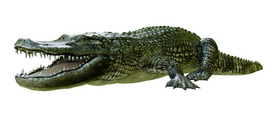 Fototapeta premium 3D Rendering Green Alligator on White
