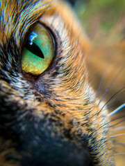 close up of an cat’s eye in macro