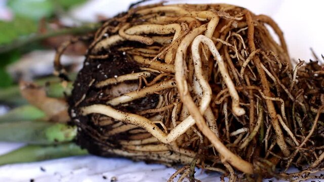 Large roots of flower ready to plant. Plant roots. Environmental conservation concept. Plant dries up and dies without land and water