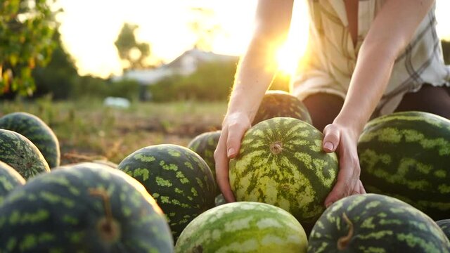 Farmer sorts watermelon on the field. 