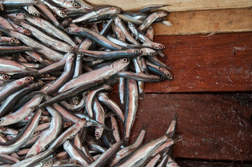 fresh anchovies at the market