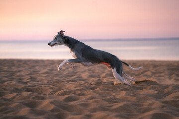 dog runs along the beach at sunset. Whippet plays in the sand