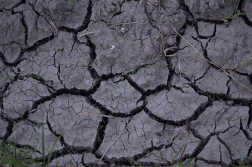 Drought and cracked land in rice fields