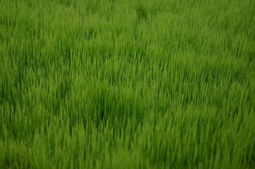 Beautiful green rice plant or grass in the morning in the agricultural field.Baby rice plant for sowing in the field with the hope of good harvest