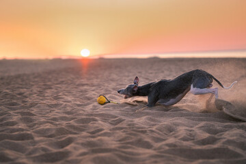 dog runs along the beach at sunset. Whippet plays in the sand