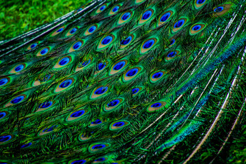 Obraz premium Various views of a peacock feather