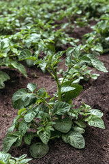 Potato bushes grow in ground in village. Growing potatoes in wild. Garden with beds in country house. Vertical photo.