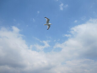 seagull in the sky