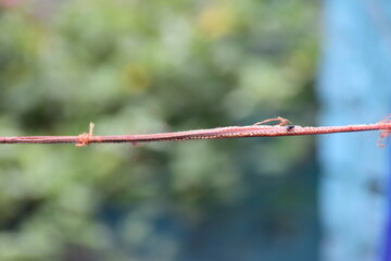 fly on thread