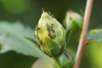 close up of an tree