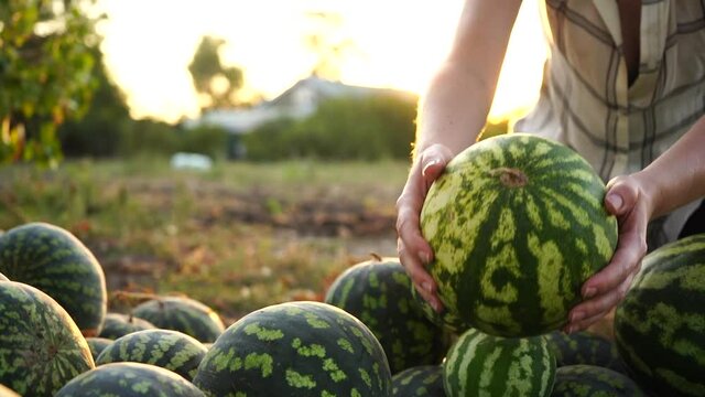 Farmer sorts watermelon on the field. 