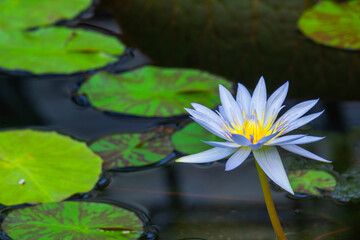 beautiful lotuses in the pond