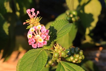 Fiori mediterranei