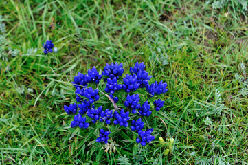 Blue flowers blooming on high altitude grassland in China