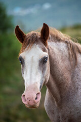 portrait of a horse