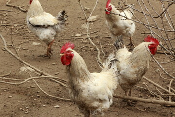 Elevage de poules blanches